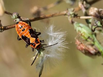 Punaise écuyère Lygaeus equestris (Linnaeus, 1758)