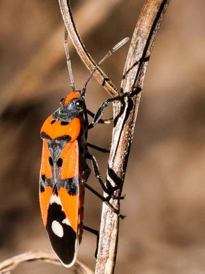 Punaise écuyère Lygaeus equestris (Linnaeus, 1758)