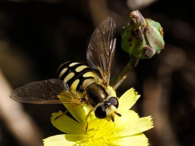  Eupeodes corollae (Fabricius, 1794)