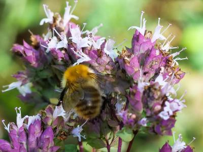 Bourdon des champs Bombus pascuorum (Scopoli, 1763)