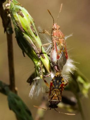  Liorhyssus hyalinus (Fabricius, 1794)