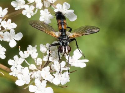  Cylindromyia bicolor (Olivier, 1812)