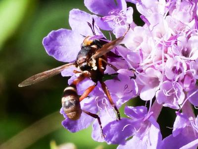  Physocephala vittata (Fabricius, 1794)