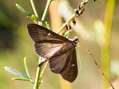 Pyrale du buis Cydalima perspectalis (Walker, 1859)