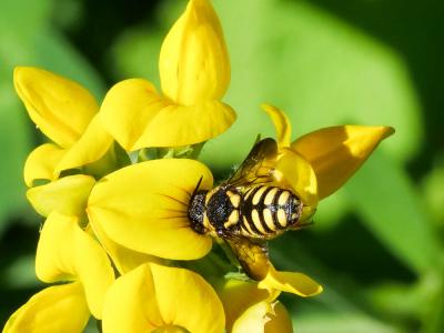  Anthidiellum strigatum (Panzer, 1805)
