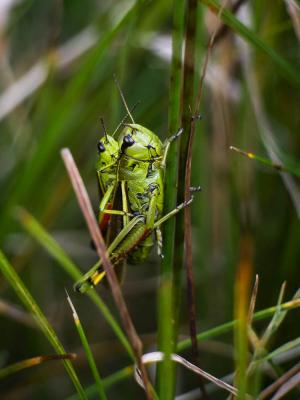 Criquet ensanglanté, Œdipode ensanglantée Stethophyma grossum (Linnaeus, 1758)