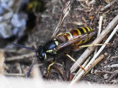 Guêpe rousse Vespula rufa (Linnaeus, 1758)