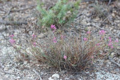 Sainfoin bas Hedysarum boveanum Bunge ex Basiner, 1846
