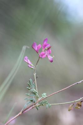 Sainfoin bas Hedysarum boveanum Bunge ex Basiner, 1846