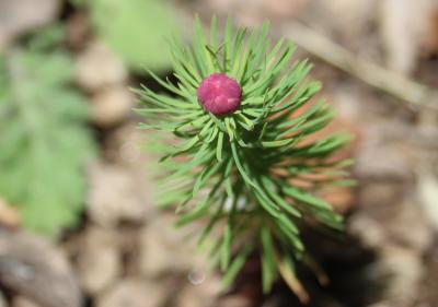  Spurgia euphorbiae (Vallot, 1827)