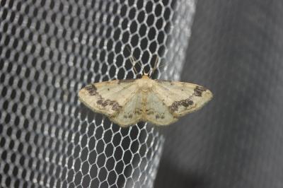Acidalie retournée (L') Idaea trigeminata (Haworth, 1809)