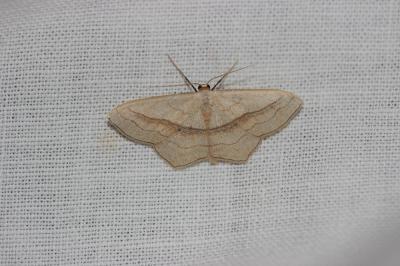 Acidalie fausse-Timandre (L') Scopula imitaria (Hübner, 1799)