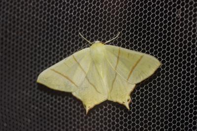 Phalène du Sureau (La) Ourapteryx sambucaria (Linnaeus, 1758)