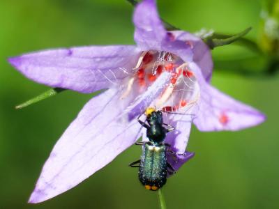  Clanoptilus elegans (Olivier, 1790)