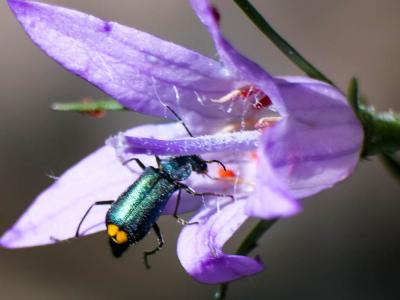  Clanoptilus elegans (Olivier, 1790)