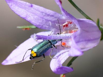  Clanoptilus elegans (Olivier, 1790)