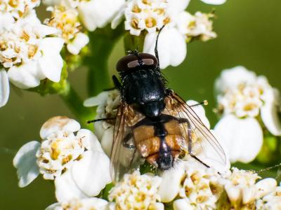  Musca autumnalis De Geer, 1776