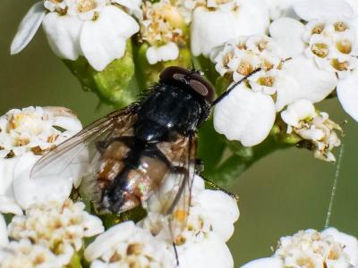  Musca autumnalis De Geer, 1776