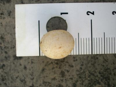Tarente de Maurétanie Tarentola mauritanica (Linnaeus, 1758)