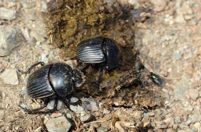  Scarabaeus laticollis Linnaeus, 1767