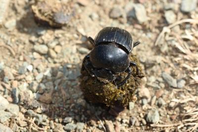  Scarabaeus laticollis Linnaeus, 1767