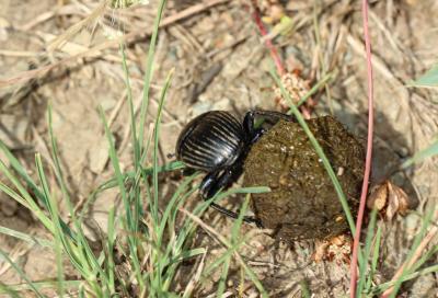  Scarabaeus laticollis Linnaeus, 1767