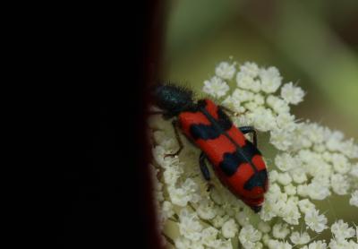 Clairon des ruches Trichodes alvearius (Fabricius, 1792)