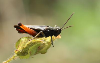 Criquet noir-ébène Omocestus rufipes (Zetterstedt, 1821)