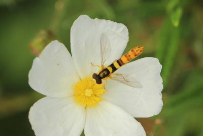  Sphaerophoria scripta (Linnaeus, 1758)