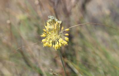 Ail jaune Allium flavum L., 1753