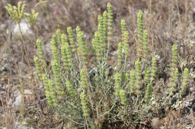 Crapaudine faux Scordium Sideritis fruticulosa Pourr., 1788