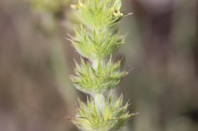 Crapaudine faux Scordium Sideritis fruticulosa Pourr., 1788