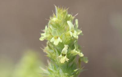 Crapaudine faux Scordium Sideritis fruticulosa Pourr., 1788