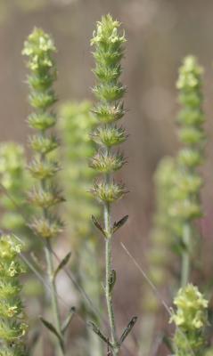 Crapaudine faux Scordium Sideritis fruticulosa Pourr., 1788