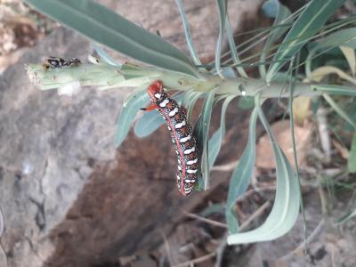 Sphinx de l'Euphorbe (Le) Hyles euphorbiae (Linnaeus, 1758)
