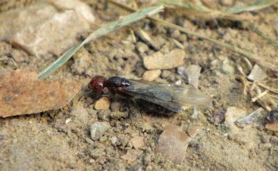  Crematogaster scutellaris (Olivier, 1792)