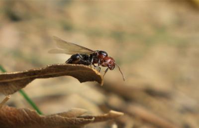  Crematogaster scutellaris (Olivier, 1792)