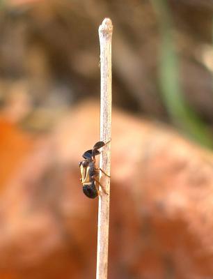 Caliscelide de Bonelli Caliscelis bonellii (Latreille, 1807)