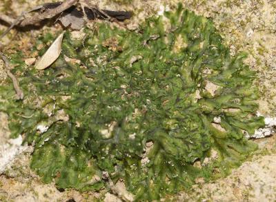  Apopellia endiviifolia (Dicks.) Nebel & D.Quandt, 2016