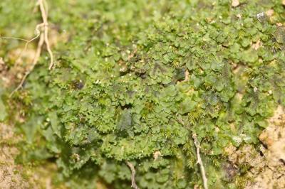  Apopellia endiviifolia (Dicks.) Nebel & D.Quandt, 2016