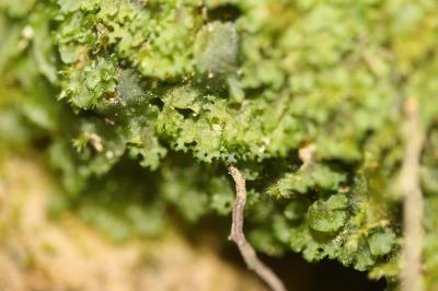  Apopellia endiviifolia (Dicks.) Nebel & D.Quandt, 2016