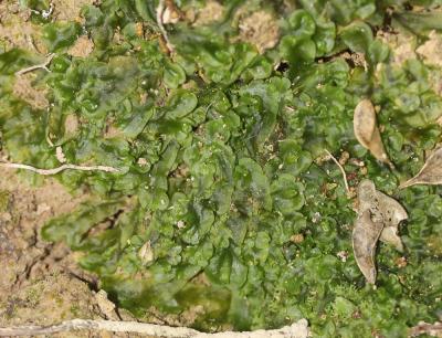  Apopellia endiviifolia (Dicks.) Nebel & D.Quandt, 2016