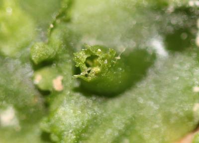  Apopellia endiviifolia (Dicks.) Nebel & D.Quandt, 2016