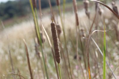 Massette australe Typha domingensis Pers., 1807