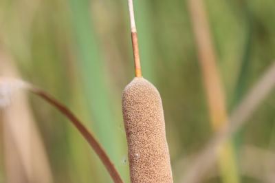 Massette australe Typha domingensis Pers., 1807