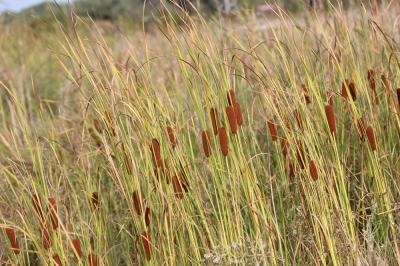 Massette de Laxmann Typha laxmannii Lepech., 1801