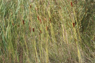 Massette de Laxmann Typha laxmannii Lepech., 1801