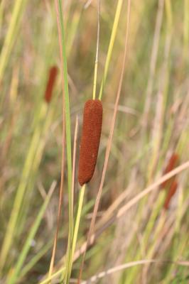 Massette de Laxmann Typha laxmannii Lepech., 1801
