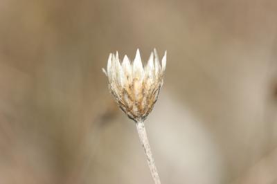 Xéranthème fétide Xeranthemum cylindraceum Sm., 1813