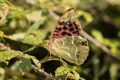 Cardinal (Le), Pandora (Le), Nacré turquoise (Le) Argynnis pandora (Denis & Schiffermüller, 1775)